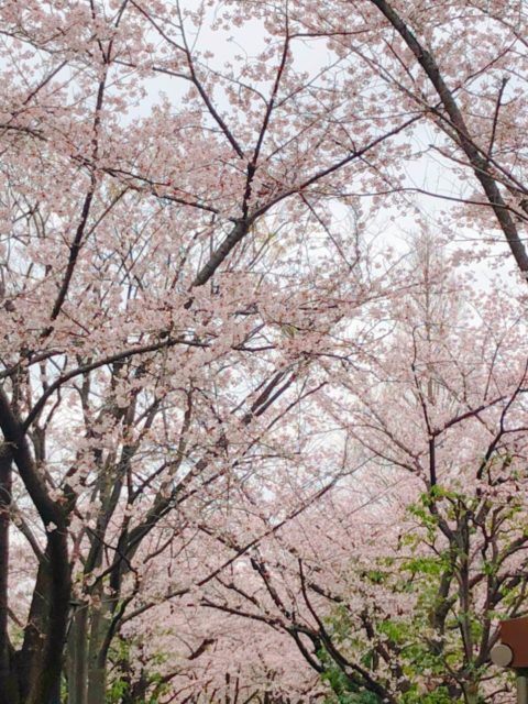 83AD4B3C F9BD 403C A5BD 56A54E8E1F31 今年の桜は(p_q)