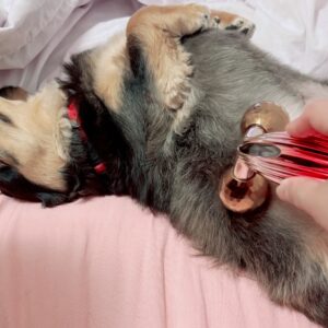メンテナンスだいじ(๓´˘`๓)