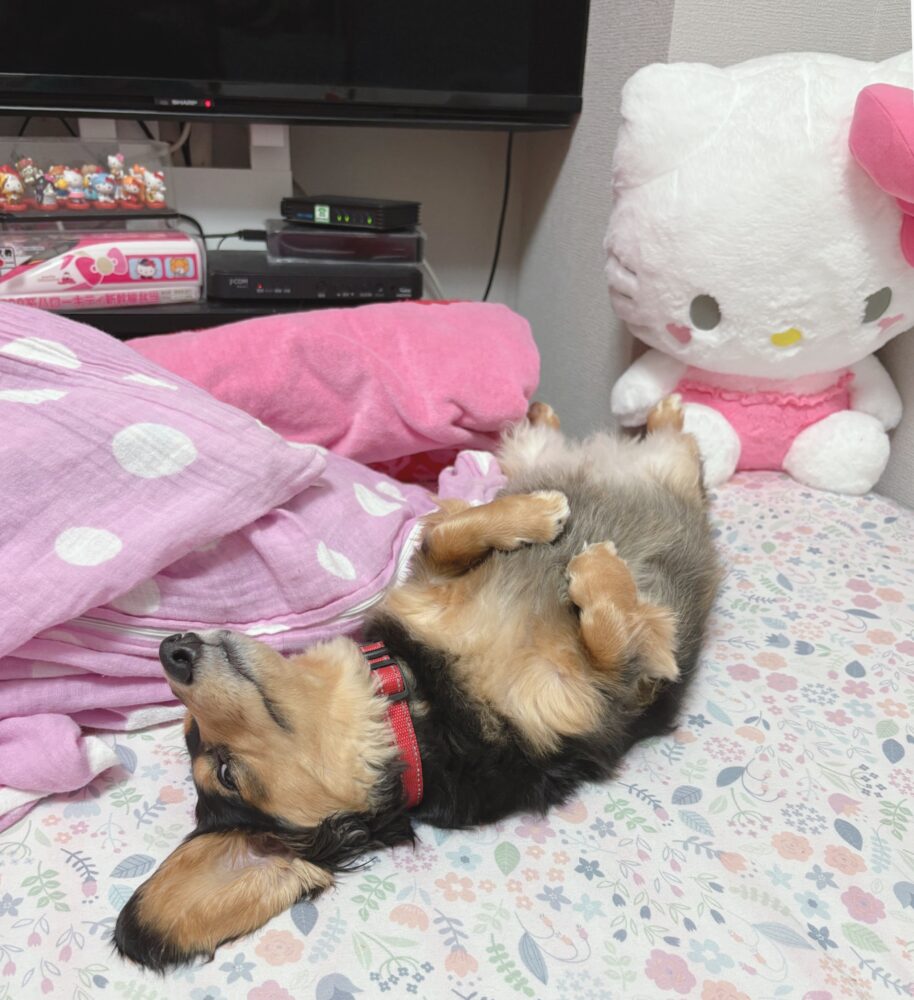IMG 9457 あたまいたいのぉ(๑×﹏×๑)