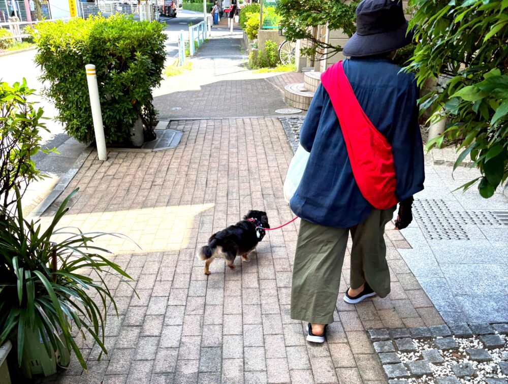 IMG 0440 一緒にぐーたら(ᐡ-ܫ•ᐡ)🐾