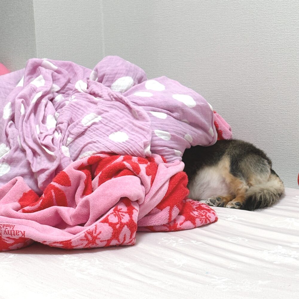 IMG 0573 寝不足つづく。。。