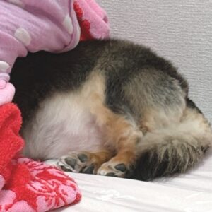 寝不足つづく。。。
