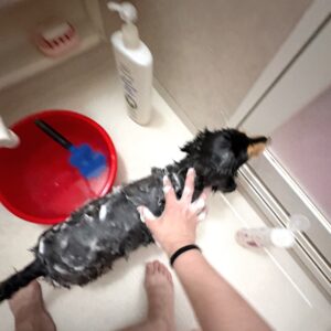 よく頑張りました！（わたしが）