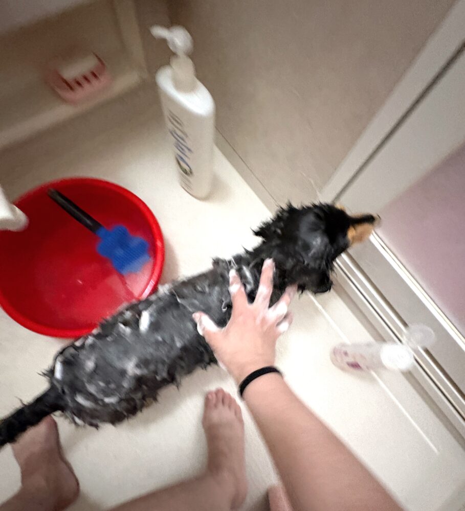 IMG 0602 よく頑張りました！（わたしが）