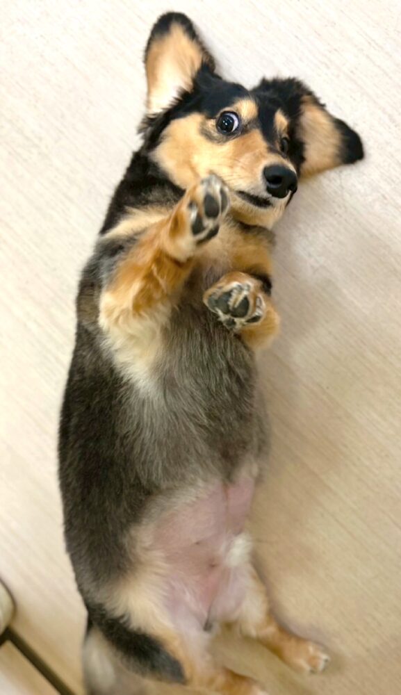 見た目だいじ。 3 見た目だいじ。 IMG 2761 見た目だいじ。