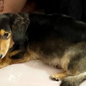 布団は掛けるもの(   •́ヮ•̀ )