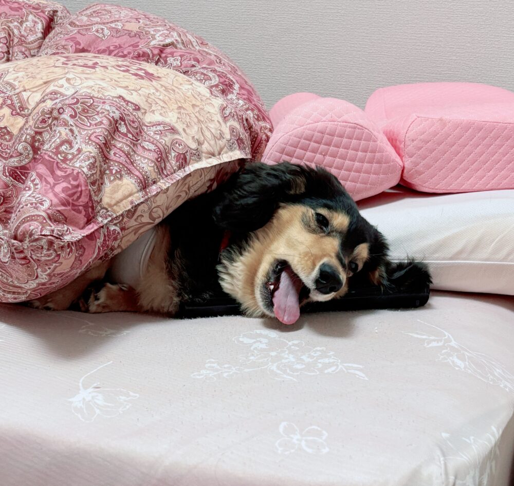 はしゃぎ疲れ(。>∀<。) 3 はしゃぎ疲れ(。>∀<。) IMG 3116 はしゃぎ疲れ(。>∀<。)