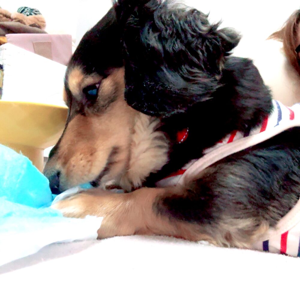 そろそろ元通り(´∵`ก 1 そろそろ元通り(´∵`ก IMG 3800 そろそろ元通り(´∵`ก