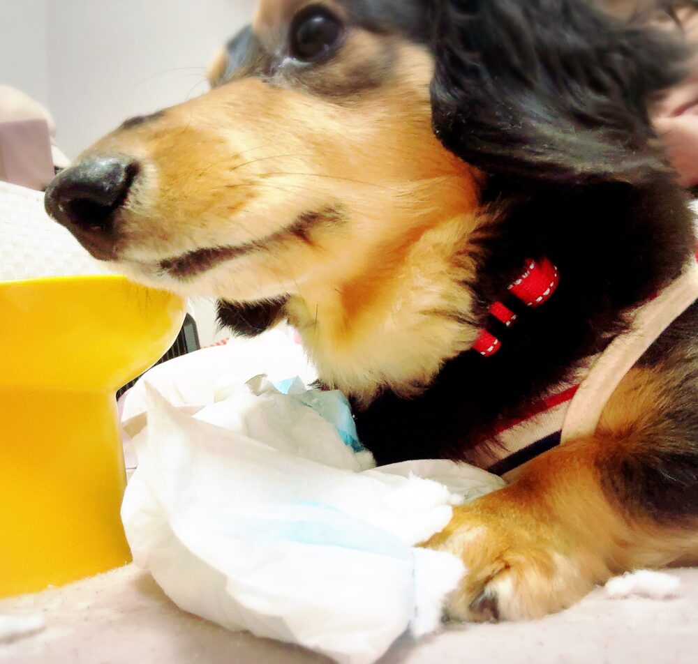 そろそろ元通り(´∵`ก 2 そろそろ元通り(´∵`ก IMG 3802 そろそろ元通り(´∵`ก