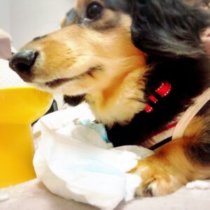 そろそろ元通り(´∵`ก