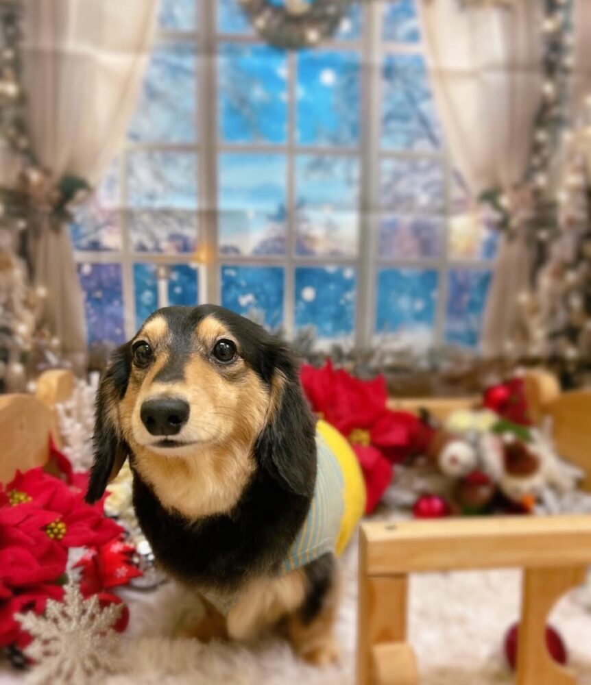 IMG 4132 年末感(*˘▿˘✽)