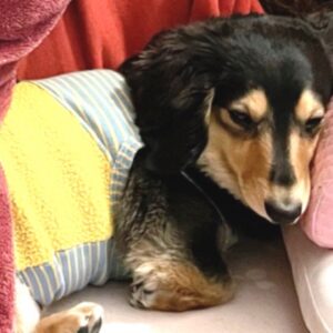 IMG 4153 俺の枕 UʘᴥʘU