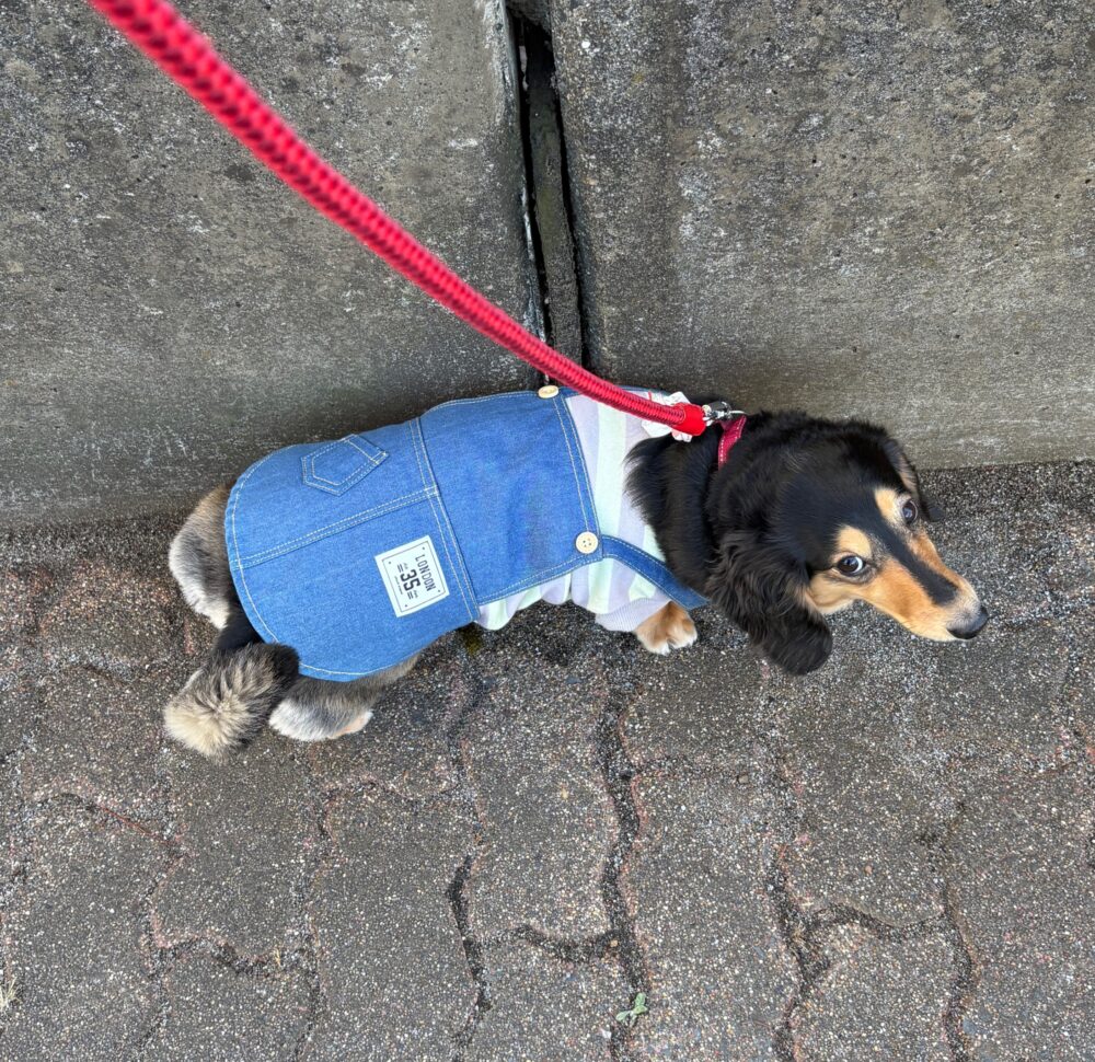 IMG 4301 (´∀｀*ﾉﾉ Happy New Year☆*.゜