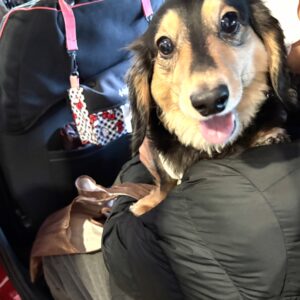 駒込パトロール  U ￣^￣)ゞ