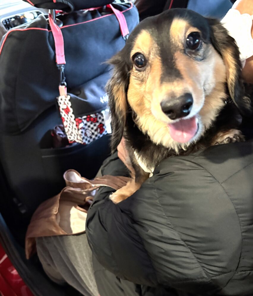 IMG 4552 駒込パトロール U ￣^￣)ゞ