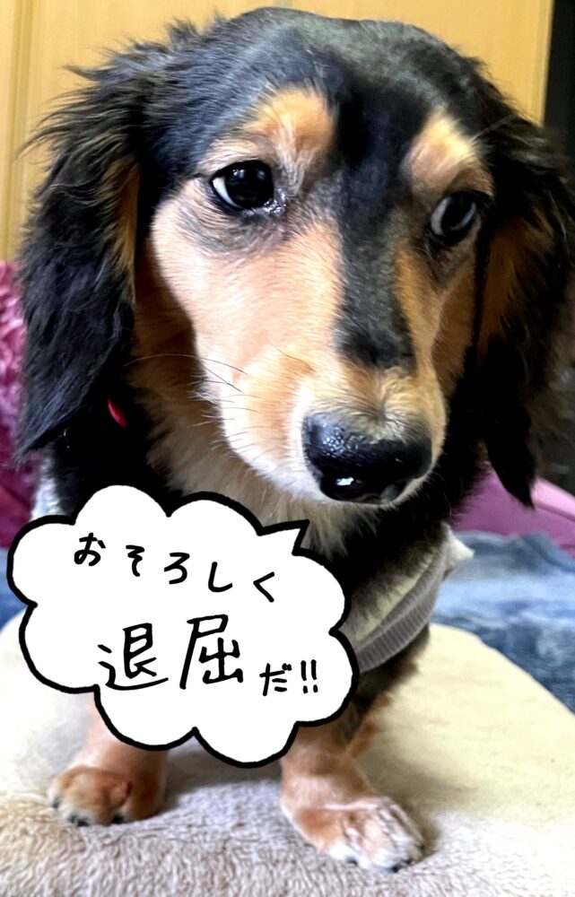 伝わった!(ᐡ - ﻌ - ᐡ) 1 伝わった!(ᐡ - ﻌ - ᐡ) IMG 4803 伝わった!(ᐡ - ﻌ - ᐡ)