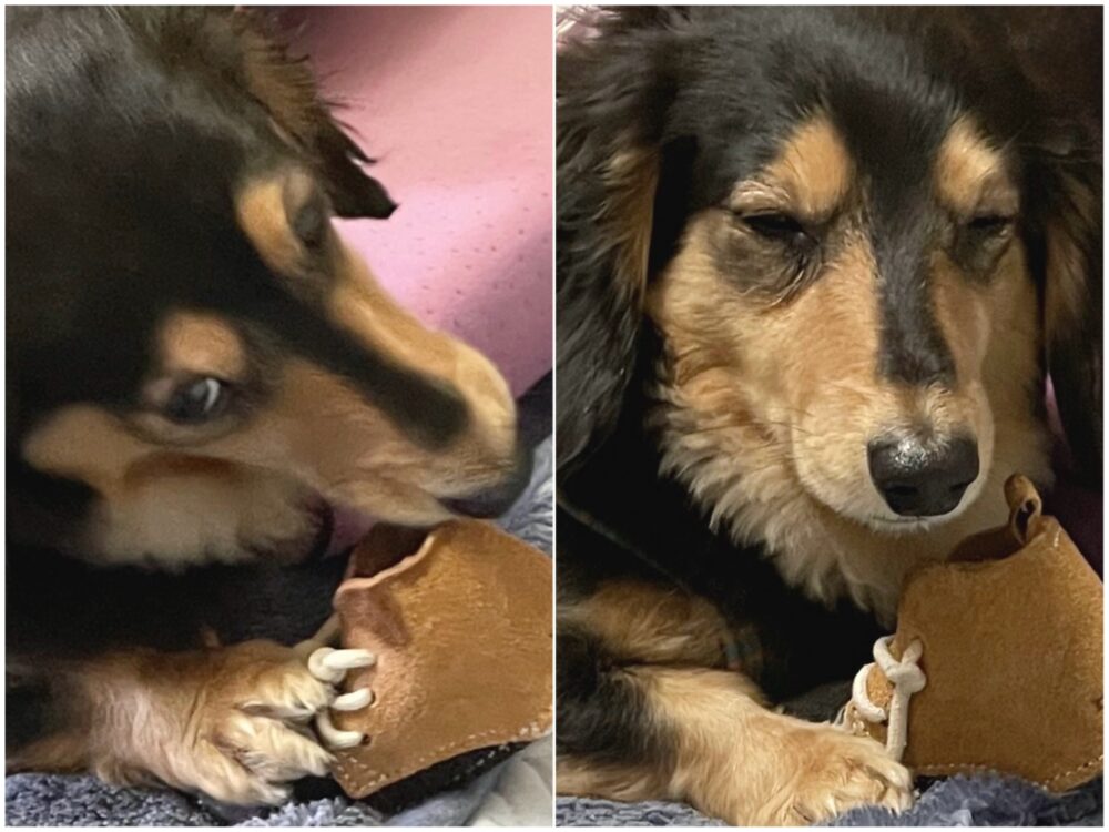 伝わった!(ᐡ - ﻌ - ᐡ) 3 伝わった!(ᐡ - ﻌ - ᐡ) IMG 4818 伝わった!(ᐡ - ﻌ - ᐡ)