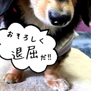 伝わった!(ᐡ – ﻌ – ᐡ)