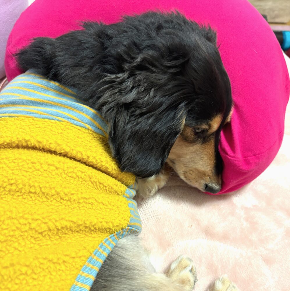 IMG 5167 毎日爆睡(ฅ˘ㅁ˘ฅ)zzZ