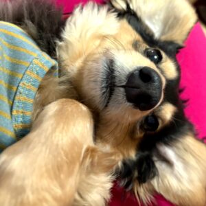 毎日爆睡(ฅ˘ㅁ˘ฅ)zzZ