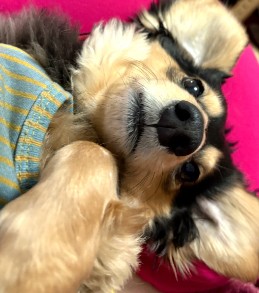 IMG 5168 毎日爆睡(ฅ˘ㅁ˘ฅ)zzZ