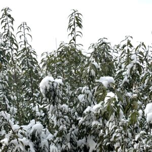雪はもういいです(ﾟ⊿ﾟ)ｲﾗﾅｲ…