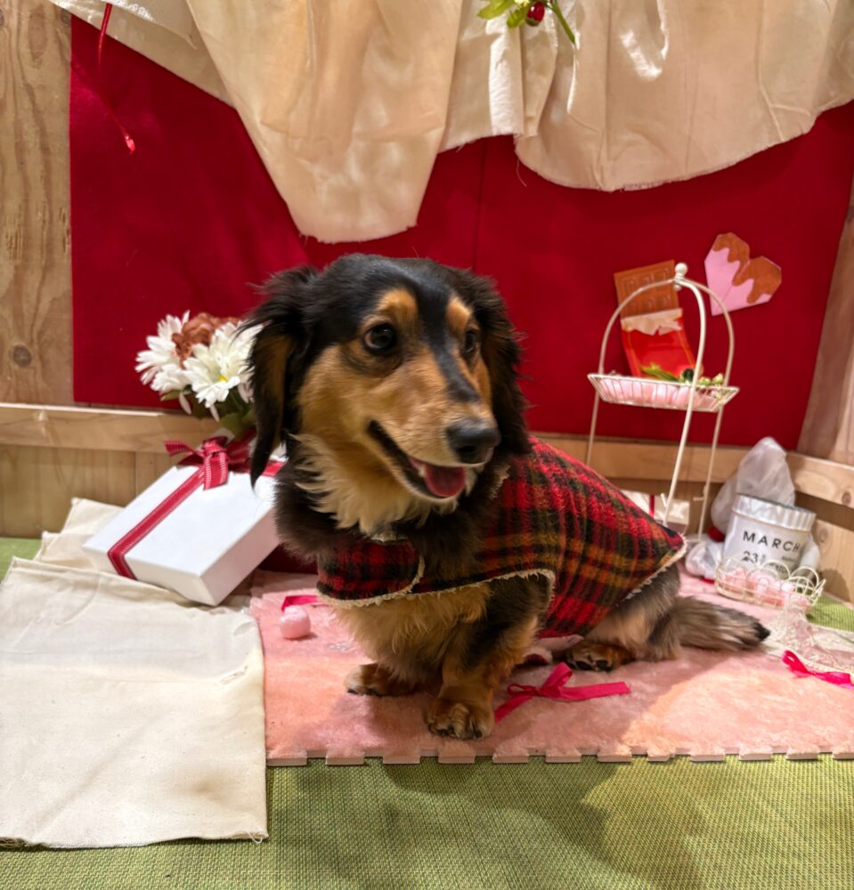 IMG 5372 息子、4歳にU^ェ^U