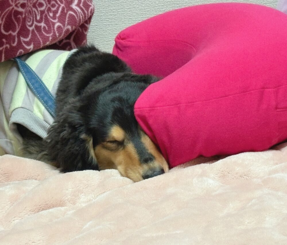 癒し UʘᴥʘU 1 癒し UʘᴥʘU IMG 5479 癒し UʘᴥʘU