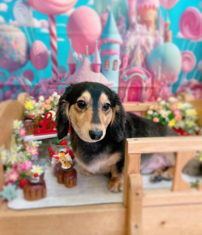 癒し UʘᴥʘU 2 癒し UʘᴥʘU IMG 5488 癒し UʘᴥʘU