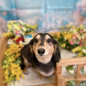 頭の整理の日曜日(´‐`*)