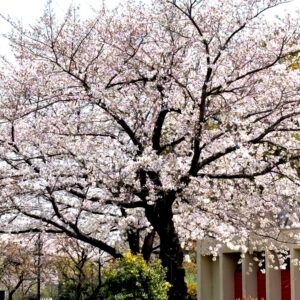 そんな春の日❀(*´ㅂ`*)❀