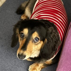 すくすくと ( ´ㅅ` U)