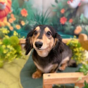 アホじゃないもん！U•ﻌ•U