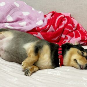 骨伝導を理解ﾌﾑ((｡･ω･｡))ﾌﾑ