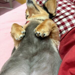 上を向いて寝る。